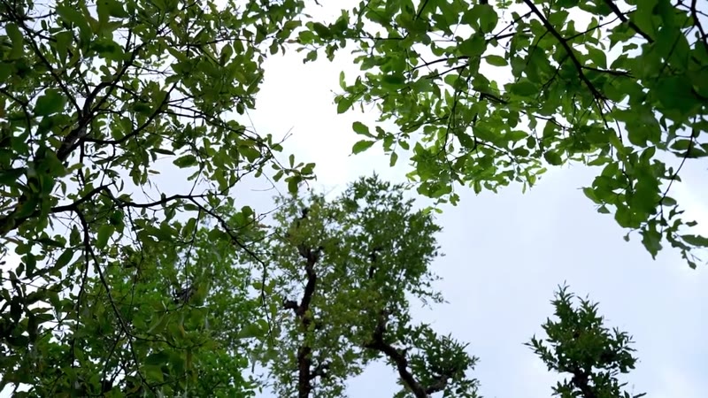 Saputara Trekking Camp — Saputara tour package by Gujarat Adventure Club