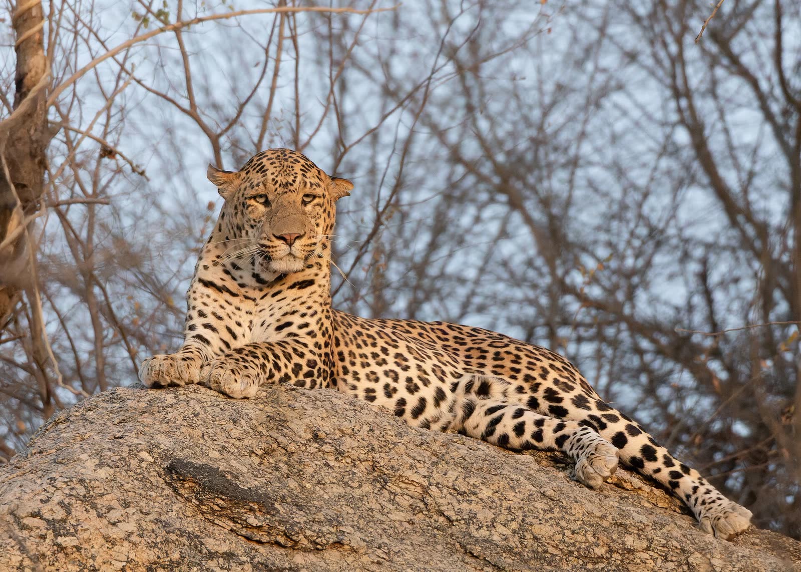 Jawai